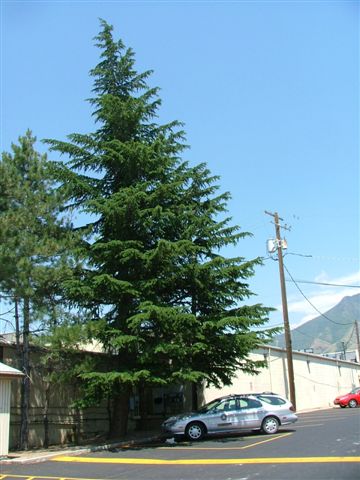 Deodar Cedar